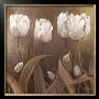 Sepia Tulips Ii by Wendy Darker Limited Edition Print