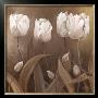 Sepia Tulips Ii by Wendy Darker Limited Edition Print