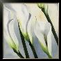 Calla Lily I by Maik Siolek Limited Edition Pricing Art Print