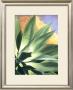 Agave Dreamscape by Rick Garcia Limited Edition Print