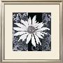 Decor I by Franz Heigl Limited Edition Print