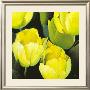 Tulipanes Amarillos by Siena Limited Edition Pricing Art Print