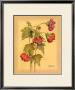 Flores Colgantes Iv by L. Romero Limited Edition Print