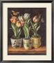 Pots With Tulips by Milieu Du Ciel Limited Edition Pricing Art Print