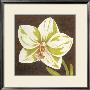 Surabaya Orchid Ii by Judy Shelby Limited Edition Pricing Art Print