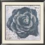 Grey Rose by Anna Flores Limited Edition Pricing Art Print