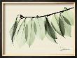 Sage Eucalyptus Leaves I by Albert Koetsier Limited Edition Print