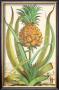 Pineapple by Johann Christof Volckamer Limited Edition Print