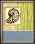 Seaside Shells Iii by Jennifer Goldberger Limited Edition Print