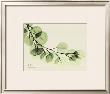 Sage Eucalyptus Leaves Ii by Albert Koetsier Limited Edition Print