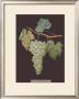 White Grapes by George Brookshaw Limited Edition Print