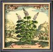 Mint by Theodor De Bry Limited Edition Print