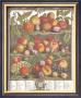 Twelve Months Of Fruits, 1732, August by Robert Furber Limited Edition Print