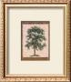 Old World Tree Ii by Jennifer Goldberger Limited Edition Pricing Art Print