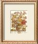 Twelve Months Of Flowers, 1730, October by Robert Furber Limited Edition Print