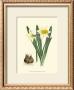 Yellow Narcissus Ii by Van Houtt Limited Edition Pricing Art Print