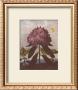 The Pontic Rhododendron by Dr. Robert J. Thornton Limited Edition Pricing Art Print