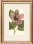 Hibiscus I by Cooke Limited Edition Print