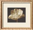 Champagne Tulip Iii by Charles Britt Limited Edition Print