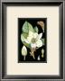 Magnolia Blossom Ii by Samuel Curtis Limited Edition Print