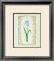 Pale Iris by Eva Komura Limited Edition Print