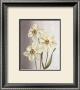Spring Narcissus by Debra Lake Limited Edition Print