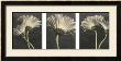 Five Daisy by Dianne Poinski Limited Edition Pricing Art Print