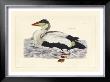 Duck Iii by John Selby Limited Edition Print