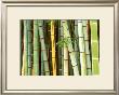 Bamboo Forest, Sagano, Japan by Rob Tilley Limited Edition Print
