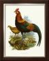 Rooster Ii by James Elliot Limited Edition Print