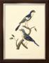 Vintage Bird Pair I by Levaillon Limited Edition Pricing Art Print