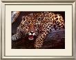 Jaguar by Gerry Ellis Limited Edition Print