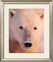 Polar Bear by John Pezzenti Jr Limited Edition Pricing Art Print
