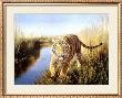 Tiger In The Indian Sunderbans by Leonard Pearman Limited Edition Print