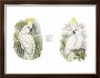 Sulphur Crested Cockatoos by W. Hart Limited Edition Print