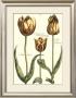 Tulipa Ii by Crispijn De Passe Limited Edition Print