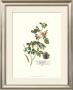 Royal Botanical Iv by Georg Dionysius Ehret Limited Edition Pricing Art Print