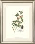 Royal Botanical Iv by Georg Dionysius Ehret Limited Edition Print