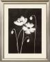 Midnight Poppies by Nolan Winkler Limited Edition Print