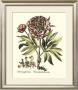 Framboise Floral Iii by Basilius Besler Limited Edition Pricing Art Print