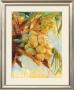 Golden Coconuts by Sara Abbott Limited Edition Print