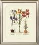 Iris I by Basilius Besler Limited Edition Print
