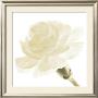 Carnation I by George Fossey Limited Edition Print