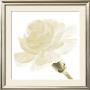 Carnation I by George Fossey Limited Edition Print