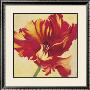 Tulipan Three by Jennifer Hollack Limited Edition Pricing Art Print
