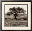 Willow Tree by Alan Blaustein Limited Edition Print