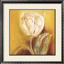 Glowing White Tulip by Anna Gardner Limited Edition Print