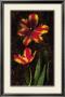 Decorative Tulips Ii by John Seba Limited Edition Print