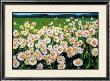 I Love Daisies by Liliane Fournier Limited Edition Print