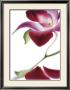 Purple Orchid Ii by Annemarie Peter-Jaumann Limited Edition Print